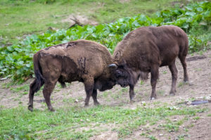 Two bison butting heads