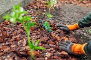 A gardener mulching a garden, placing bark around developing plants