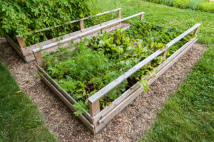 A backyard vegetable garden in wooden raised beds