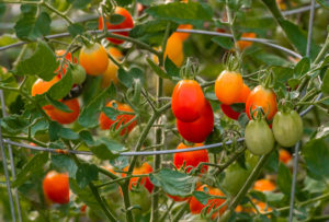 Ripe tomatoes on the vine, supported by tomato cage