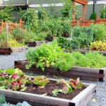A lush vegatable garden in large planter boxes surrounded by a gravel path.