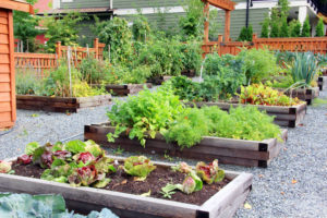 A lush vegatable garden in large planter boxes surrounded by a gravel path.