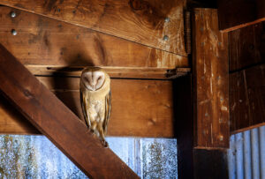 A barn owl roosting in hidden, quiet, upper reaches of a barn.